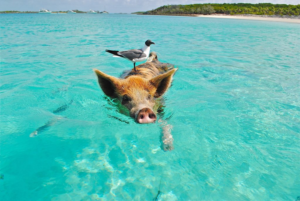 happy pet on beach
